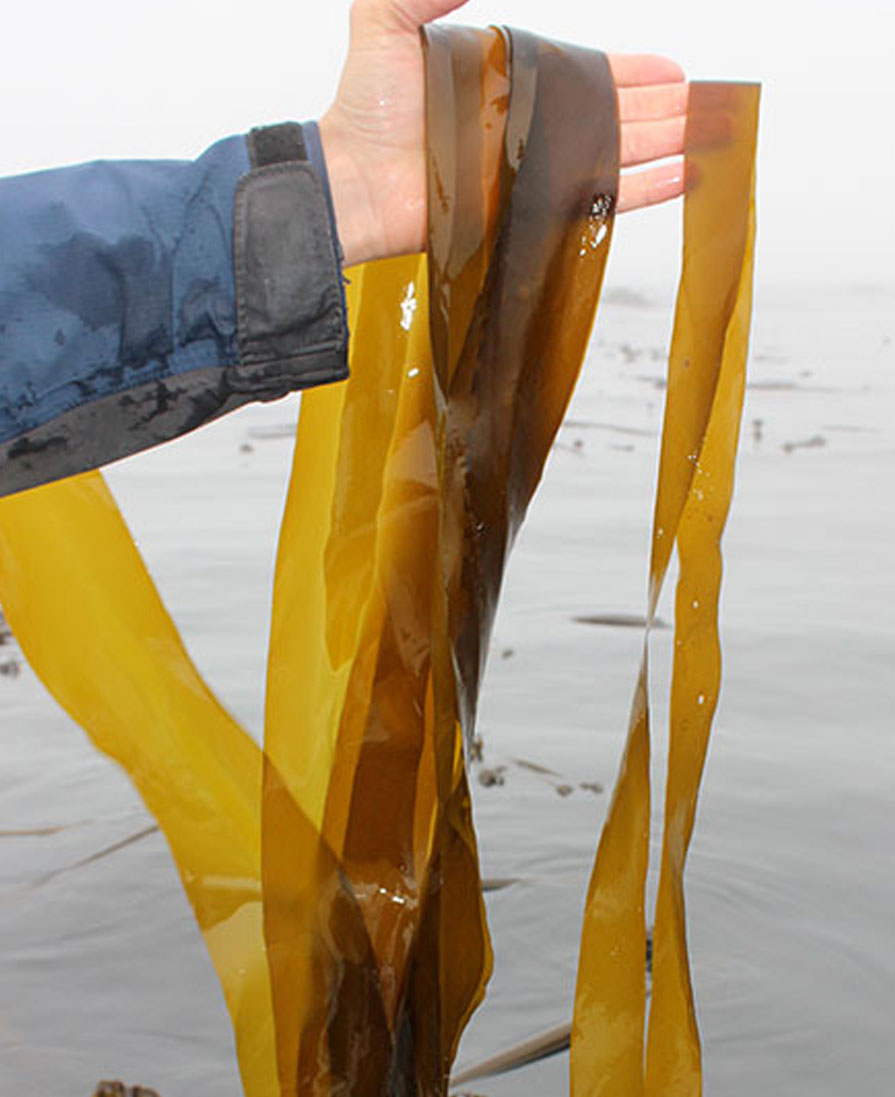 Seaweed Harvest BC Canada
