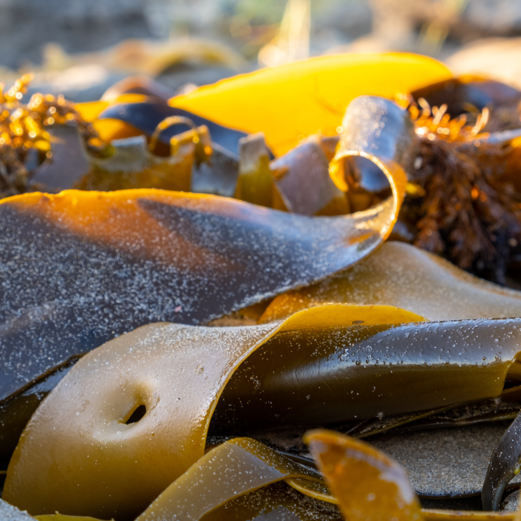 polyphenol found in brown seaweeds to help with perioral dermatitits