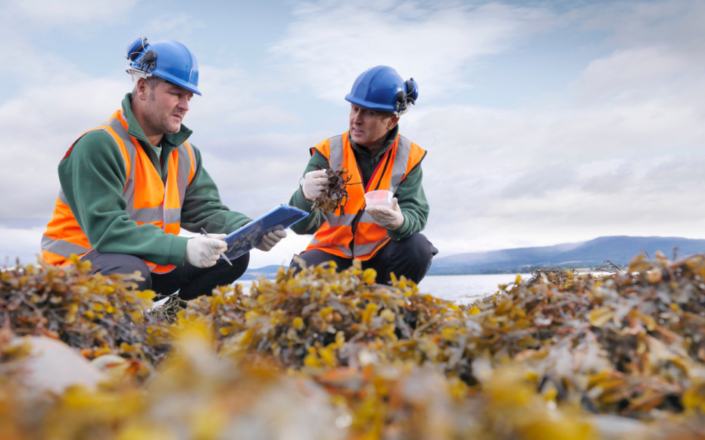 seaweed harvesting and ocean life conservation