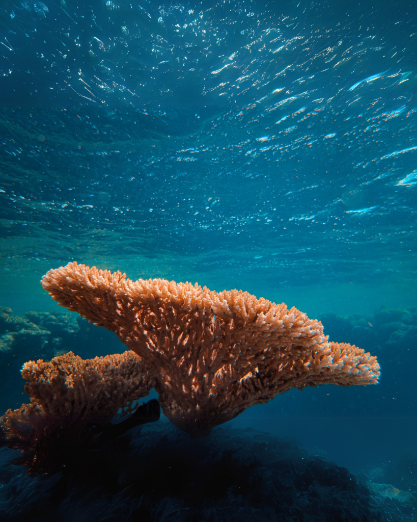 A photo of the Coral Reef.