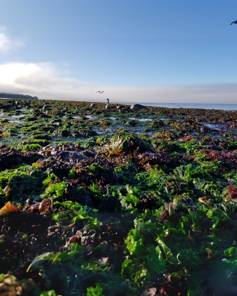 Seaweed on the beach. Seaweed is the most sustainable tool against climate change.