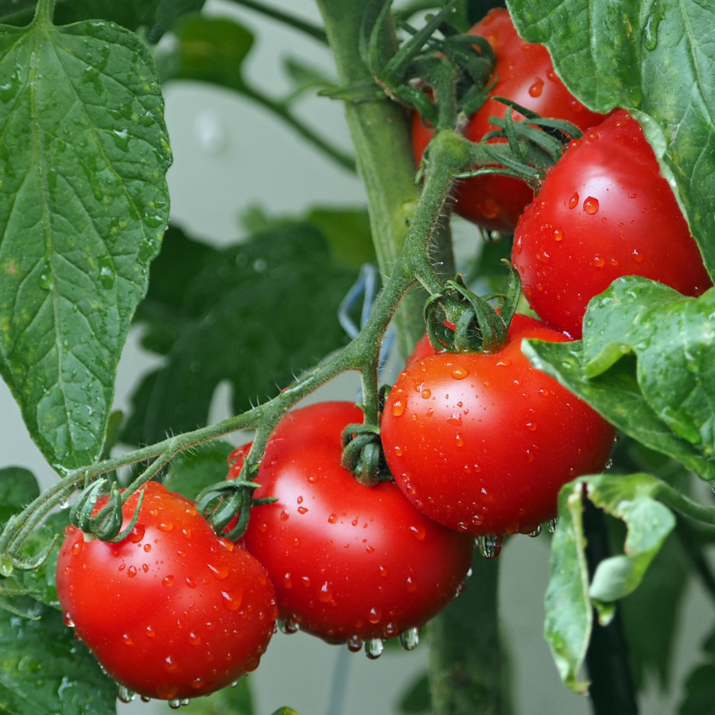 Tomatoes that have been grown in a home vegetable garden