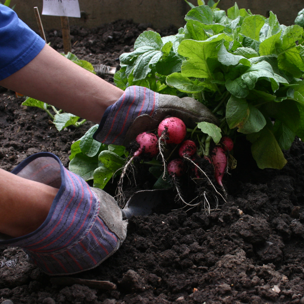 vegetable gardening at home for better health
