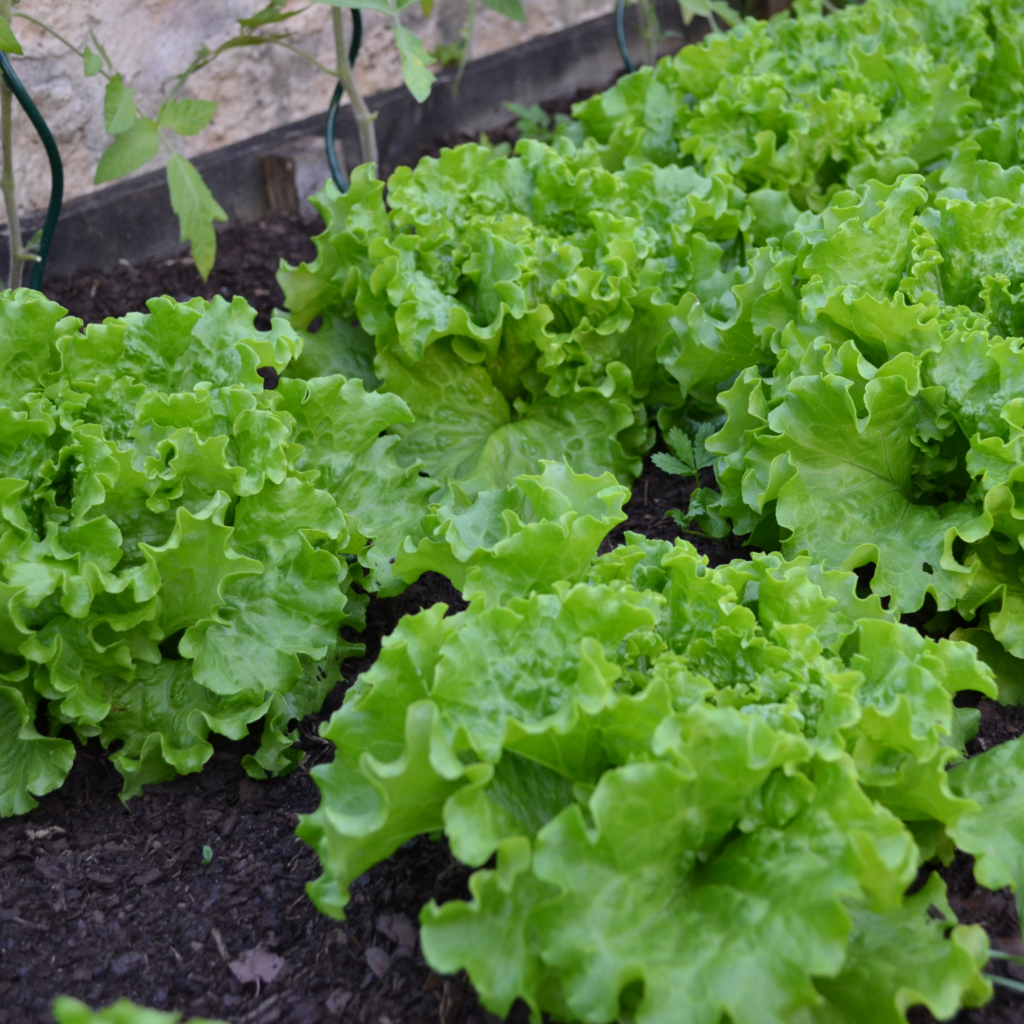 Lettuce that has been grown in a vegetable garden