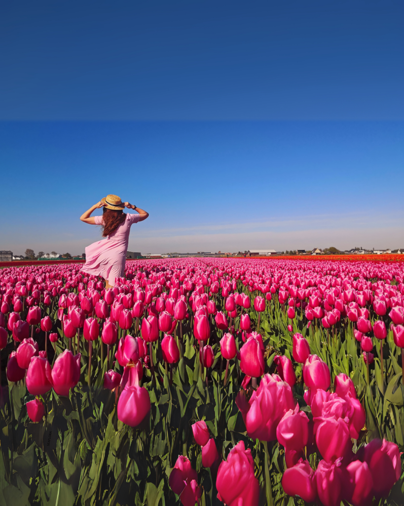 A lady walking through a field of pink Tulips.