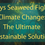 Seaweed underwater with a yellow banner on a transparent blue background reading 'Ways seaweed fights climate change: the ultimate sustainable solution'