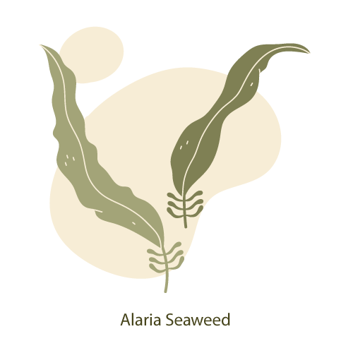 Color Alaria Unlock the Power of Nature: Seaflora's A-Z of Organic and Food-Grade ...